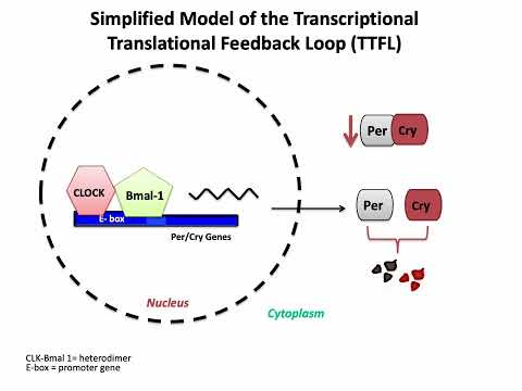 Desychronized Circadian rhythm: “The Orchestra is out of Tune”