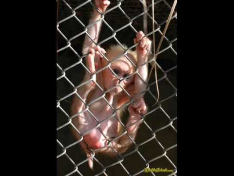 Drunken monkey - E (Dj boozywoozy mix)