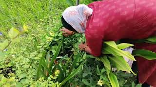 मेरे गार्डन में इतनी सारी सब्जियां और फूलों के प्लांट#gkgarden#garden#viralvideo#video#viral