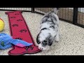 Mini Sheepadoodle dogs for sale: Saria - Video 1