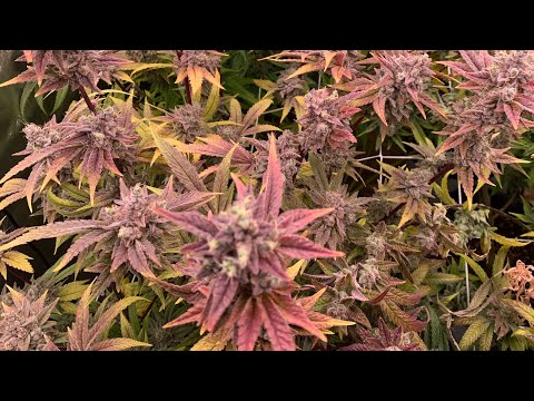 Gg girl day 63 flower . Very colorful