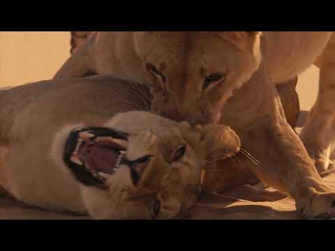 UNIVERSUM „Geister der Wüste – Die Löwen der Skelettküste“