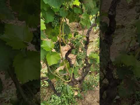 Plagas 05b: la pudrición negra / black-rot