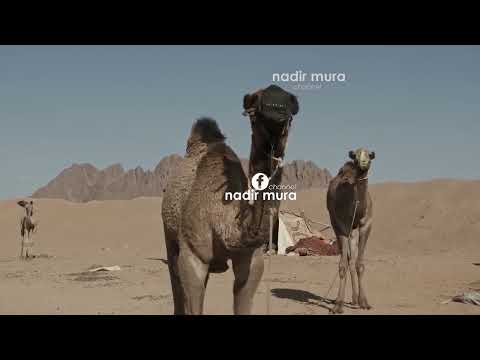 A E DINI SE CFARE KA NE TE VERTETE NJE DEVE BRENDA GUNGES🤔