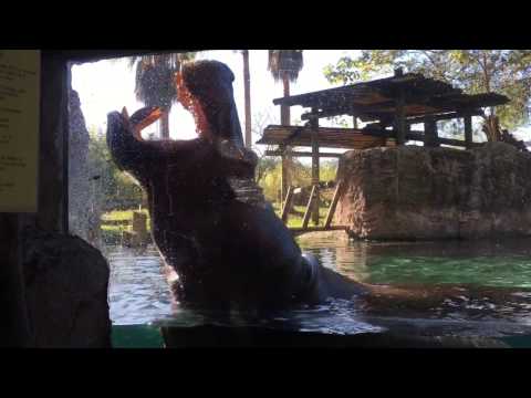 Hippo. BushGardens 12.01.17