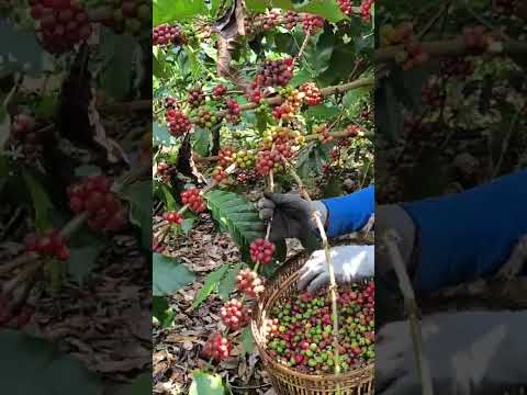 Panen Kopi Robusta