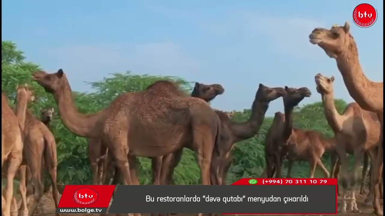 Bu restoranlarda “dəvə qutabı” menyudan çıxarıldı