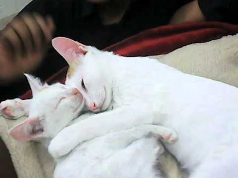 pakistani love___by sajan hahahahahaha