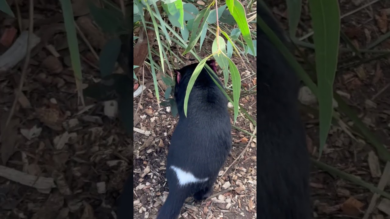 YouTube Short thumbnail