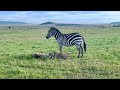 Watch Until The End Mom Zebra Defend Her Baby From Cheetah