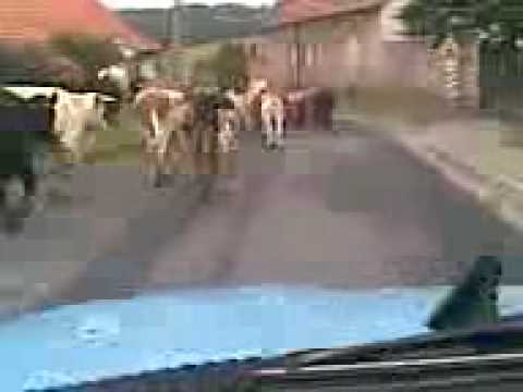 , title : 'krávy na silnici'