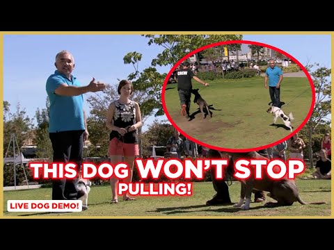 Comment arrêter de tirer un chien ! (Conseils Dog Nation) avec Cesar Millan!