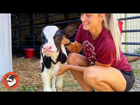 Woman Save Two Baby Cows at The Last Moment