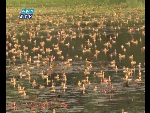 শীতের শুরুতেই অতিথি পাখির বিচরণে মুখর জাহাঙ্গীরনগর বিশ্ববিদ্যালয় | ETV News