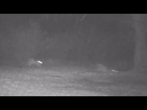 Bobcat chasing gray fox