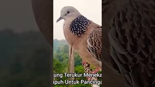 Download lagu Pikat Tekukur Gacor #derkuku mp3