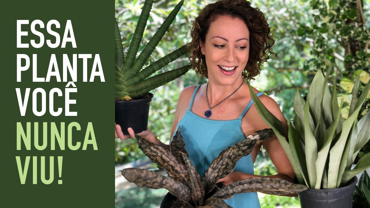 Uma ESPADA-DE-SÃO-JORGE diferente: tenha essa PLANTA DENTRO de CASA