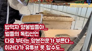 양봉벌(수정벌)에 떡밥(꽃가루, 화분가루) 주는 방법 공개 벌 전문 선생님 모셔서 작업하세요 아니면 나사에 …