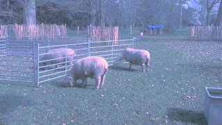 Eno • Hyde, cells &amp; bells