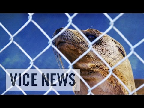 California's Sea Lion Die-Off