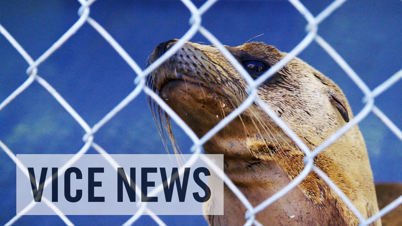 California's Sea Lion Die-Off