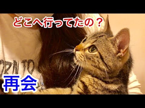 猫が1日振りに大好きな妹と再会するとこうなりますｗ