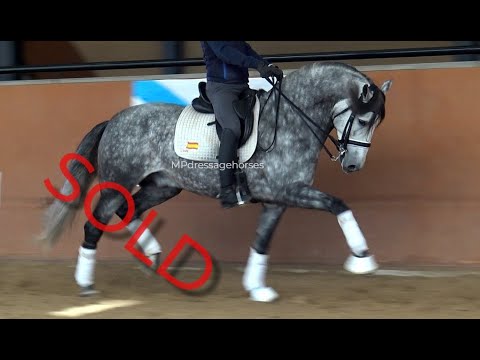 **SOLD** Baroque Andalusian PRE Stallion 2016 - 1,66 m | #MP368