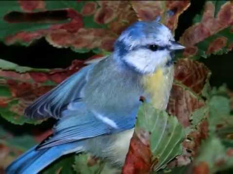 Leilão De Jardim video