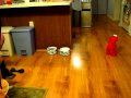 Dog Afraid Of Tickle Me Elmo