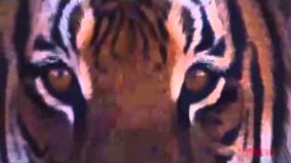 Tyga - I&#39;m Different Freestyle Official Music Video (187 Mixtape)