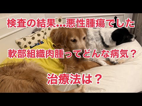犬の軟部肉腫 – 症状と治療