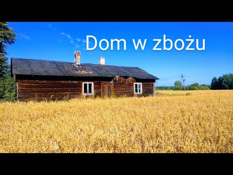 Dom w zbożu pośrodku niczego