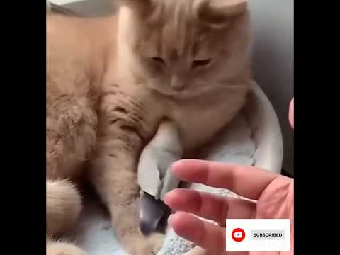 #loving# caring cat #subscribe
