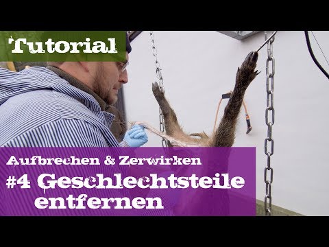 #4 Geschlechtsteile entfernen - Schwarzwild - Lehrgang Aufbrechen & Zerwirken