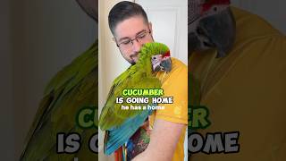 Preparing Cucumber For His Home!