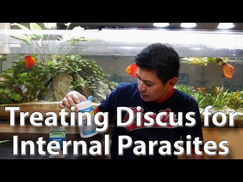 Discus Medication - Internal Parasites