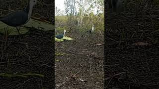 Download lagu perangkap paling ampuh untuk burung ruak ruak#shortsfeed #shortvideo #shortsyoutube mp3 Download lagu perangkap paling ampuh untuk burung ruak ruak#shortsfeed #shortvideo #shortsyoutube mp3