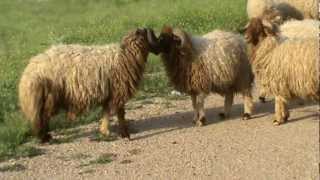 preview picture of video 'sheep in kurdistan(near goizha mountain/sulaimany city)'