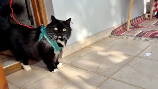 Cats Explore the Balcony for the First Time 猫たちの初めてのバルコニー探検