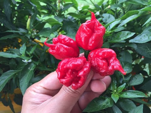 2017 Super Hot Peppers Growing Season - Ep. 11 - More Harvest