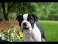 Boston Terrier dogs for sale: Iris - Video 1
