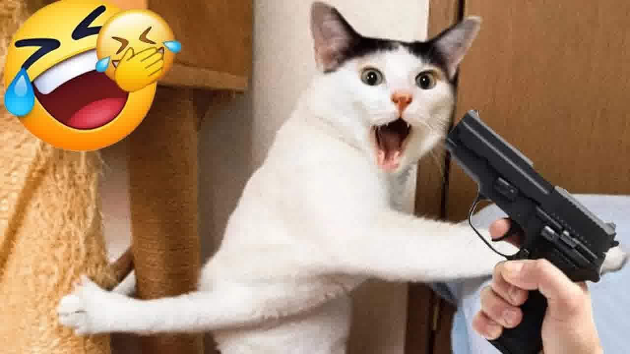 You Laugh You Lose😹Funniest Dogs and Cats 2024😻🐶