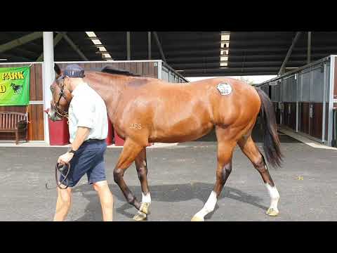 Maurice (JPN) x Kishkat Colt