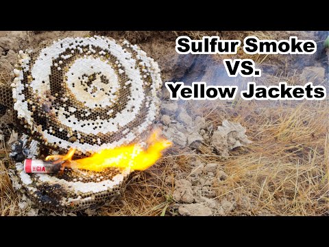 Sulfur Smoke Bomb vs. Yellow Jacket Hornet Nest. Mousetrap Monday.
