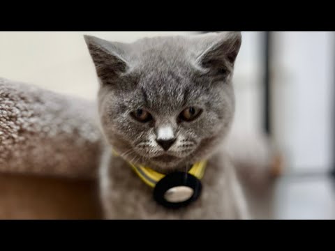 Caloy and His Gymnast Skill Moves