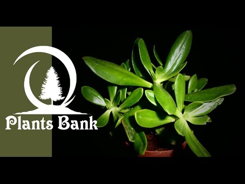 Botanic - Sedum dendroideum praealtum - YouTube