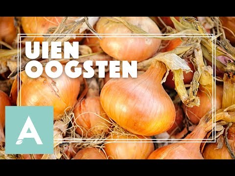 , title : 'Uien oogsten! - Grow, Cook, Eat #51'