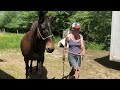 Mulet, X Appaloosa