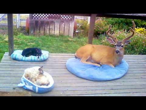 When Your Pet Brings Home Animal Friends 😂 NEW Funny ANIMALS Video 2026