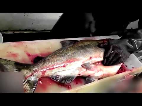 Fast Workers NEW 2017 1080P God Level Compilation Super Skills